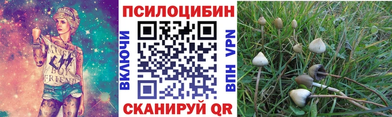 Купить  Бородино  Галлюциногенные грибы Psilocybe 